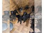 German Shepherd Dog PUPPY FOR SALE ADN-416028 - GSD puppies