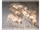 Golden Retriever PUPPY FOR SALE ADN-415754 - AKC Golden Retriever Puppies