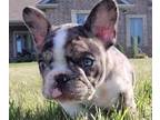 French Bulldog PUPPY FOR SALE ADN-415720 - Farmy Frenchy Puppies
