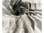 French Bulldog PUPPY FOR SALE ADN-415937 - Bellas Beauties