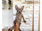 French Bulldog PUPPY FOR SALE ADN-415565 - New Shade Isabella French Bulldogs