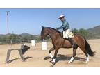Talented Working Equitation Andalusian