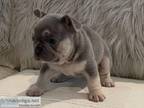 Cutest french bulldog pups for sale