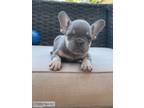 Well trained french bulldog pups for sale