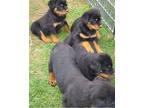Awesome and Joyful Rottweiler Puppies