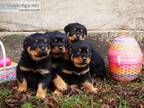Caring and Smart Rottweiler Puppies Ready