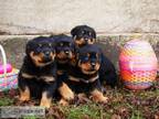 Purebred and Qualitative Rottweiler Puppies Ready