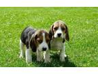 Remarkable beagle puppies for sale