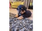 Jack Gorgios Rottweiler Puppies For Sale