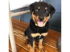 Teddy Gorgios Rottweiler puppies for sale