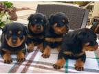 Buddy Gorgios Rottweiler puppies for sale