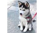 Male and female Siberian husky puppies to offer