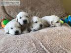 Golden Retriever Health Checked Pups Ready To Leave Now
