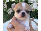 Registered Chihuahua puppies ready ()-