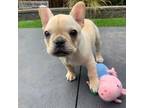 Incredible French bulldog puppies for sale
