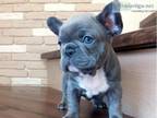 Blue male and female French bulldog pups for sale