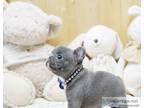 Mini Blue French bulldog puppies for sale