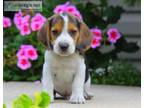 Male and female Beagle puppies available.