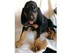 Adorable Bloodhound puppies for Lovely Homes