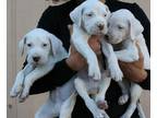 Astonished Dogo Argentino puppies for lovely homes.