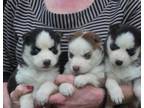 Purebred Siberian Husky puppies- Blue Eyes