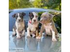 Akc Blue Nose American Pitbull Terrier Puppies