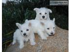 AKC reg. West Highland White Terrier puppies