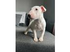 BENNY Mini English bull terrier puppies available