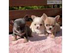 Entertaining Smooth Coat Chihuhua Puppies For Adoption()-