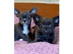 Faithful most loyal trained chihuahua puppies()-