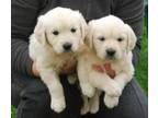 Very Playful Golden Retriever puppies available