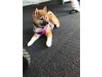 Exceptional male and female Shiba Inu puppies