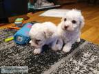 Bichon Frise Puppies Well socialized