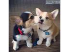 Cute and lovely Pembroke Welsh Corgi Puppies puppies for sale