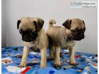 Pug Puppies with AKC papers