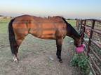 Contact for price 7 year old Mr Jess Perry Gelding