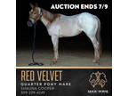 Red Velvet~Great Minded*Gentle*Flashy*Family/Trail Quarter Pony Mare~