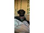 Adopt Beau a Black Plott Hound / Labrador Retriever / Mixed dog in Paintsville
