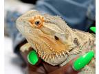 Sammie Is A Lovely Bearded Dragon Who Is 3yrs Old She Is Used To Being Out In The House With You Roaming Around Often Sammie Is Social With People And