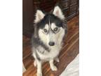 Adopt Rosco a Black - with White Husky / Mixed dog in Sterling Heights