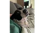Adopt Hiccup a Black - with White Jack Russell Terrier / Mixed dog in Santa