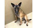 Adopt Hadley #9235 a Black - with Tan, Yellow or Fawn German Shepherd Dog /