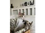 Adopt Molly Weasley a Calico or Dilute Calico American Shorthair / Mixed (short