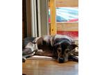 Adopt Malia a Black Labrador Retriever / Mixed dog in Union City, PA (35065753)