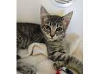 Adopt Capri a Gray or Blue Domestic Shorthair / Domestic Shorthair / Mixed cat