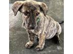 Adopt Fourth of July - Star a Brindle Mixed Breed (Small) / Mixed dog in Keaau