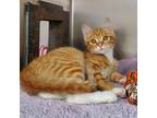 Adopt Sherbert a Domestic Shorthair / Mixed (short coat) cat in Greeneville