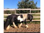 Gorgeous Small Gypsy Stallion With Excellent Bloodlines in Wisconsin