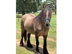 pure bred Grulla Gypsy mare in Winsborro Texas