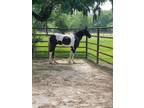 Black and White Spotted Saddle Mare